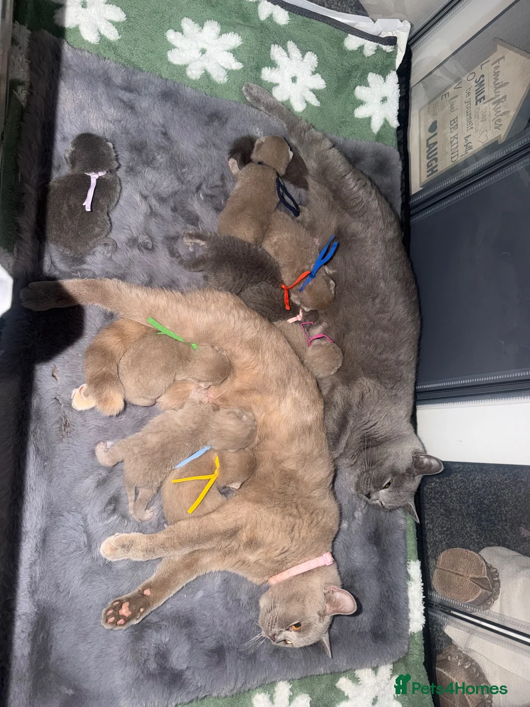 British Shorthair cats for sale: 🐾 9 beautiful British shorthairs 🐾 in Denbigh - Advert 2