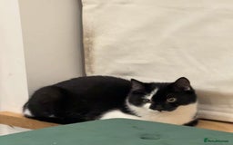 Mixed Breed cats for sale: 2 lovely girls looking for separate forever homes  - Image 2