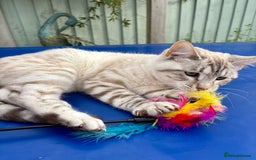 Savannah cats for sale: Breath taking rare girl - Image 19