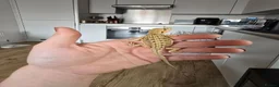 Bearded Dragon reptiles for sale: Ready for homes - Baby Bearded Dragons  - Advert 4