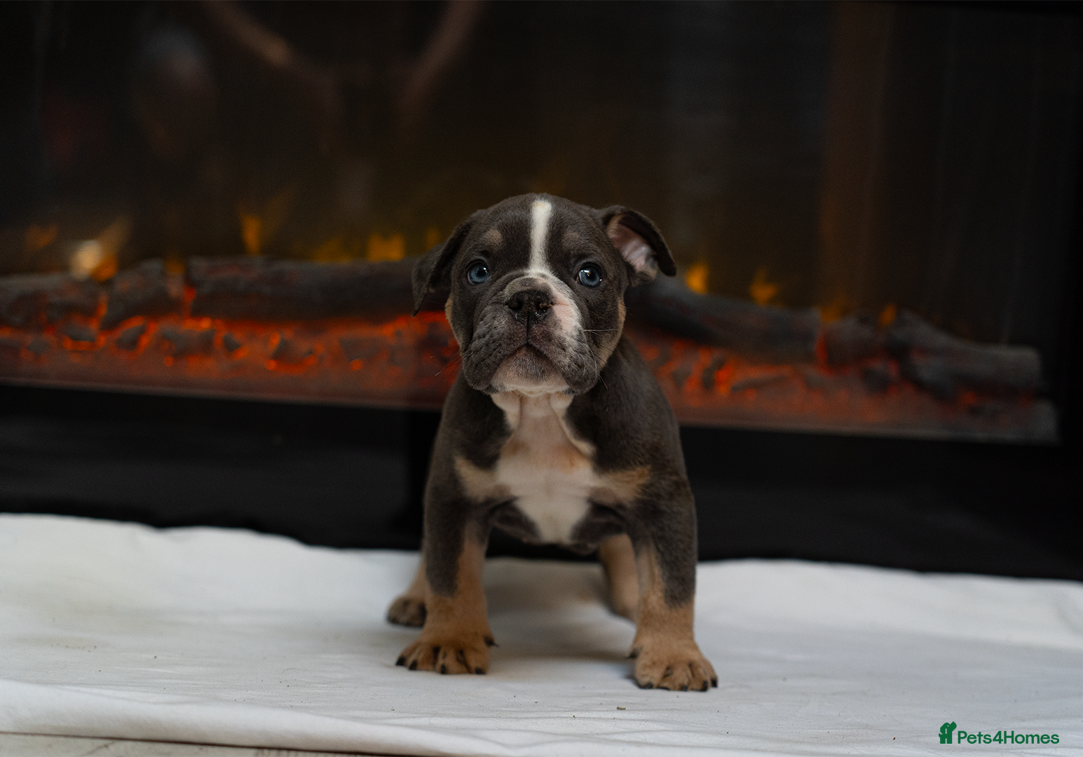 English Bulldog dogs for sale: English bulldogs PUPPIES only 4 pups left - Advert 4
