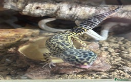 Leopard Gecko reptiles for sale: Leopard gecko for sale with full set up  - Image 5