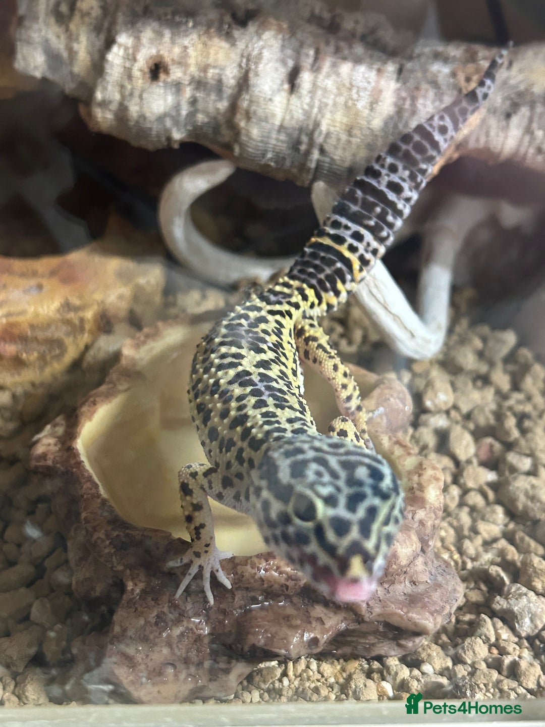 Leopard Gecko reptiles for sale: Leopard gecko for sale with full set up  - Image 5