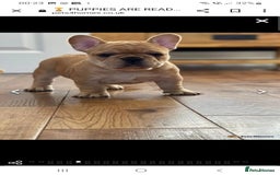 French Bulldog dogs for stud: King Midas son- Premium French Bulldog Stud - Advert 6