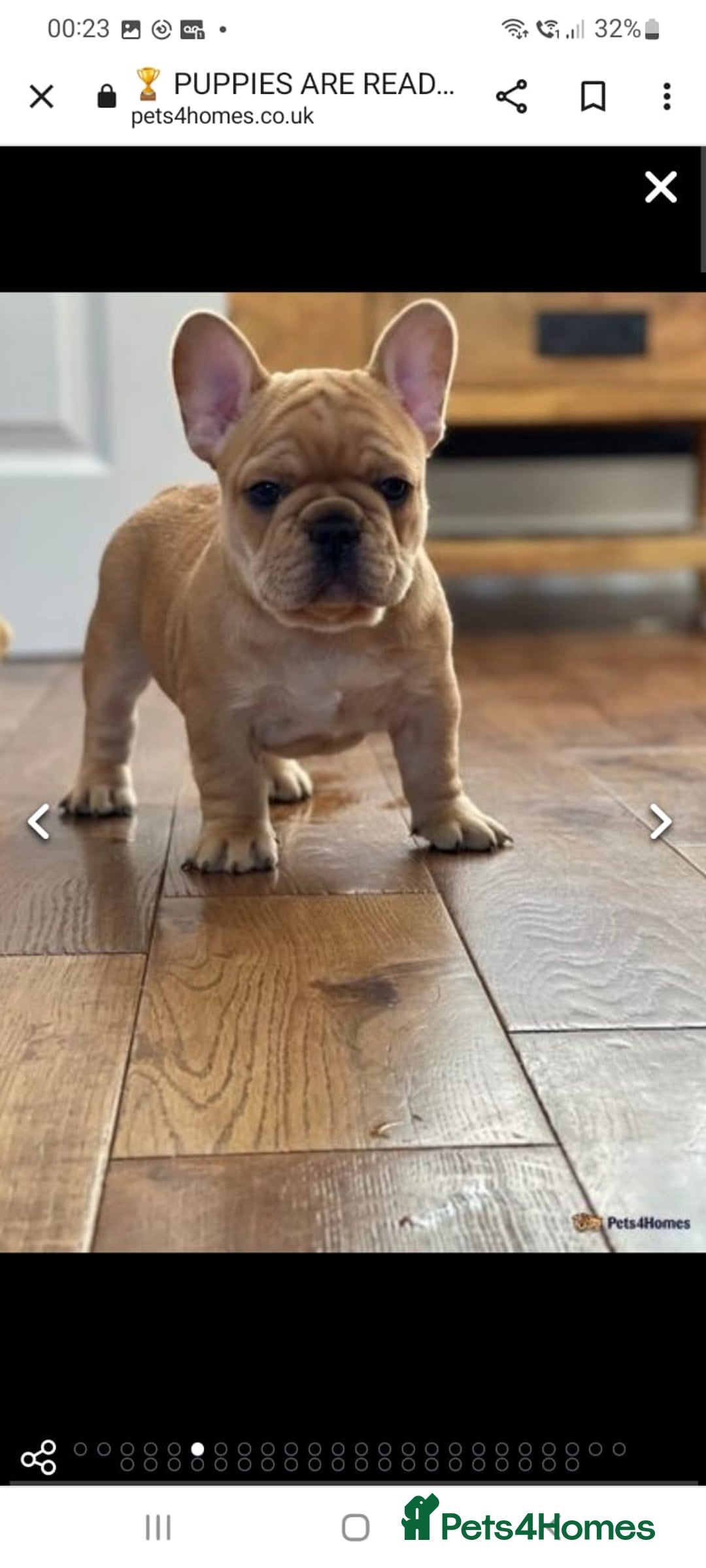 French Bulldog dogs for stud: King Midas son- Premium French Bulldog Stud - Advert 6