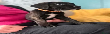Cane Corso 4 orange collar