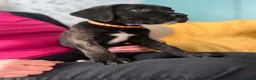 Cane Corso dogs for sale: Beautiful Purebred Cane corso puppies - Advert 13