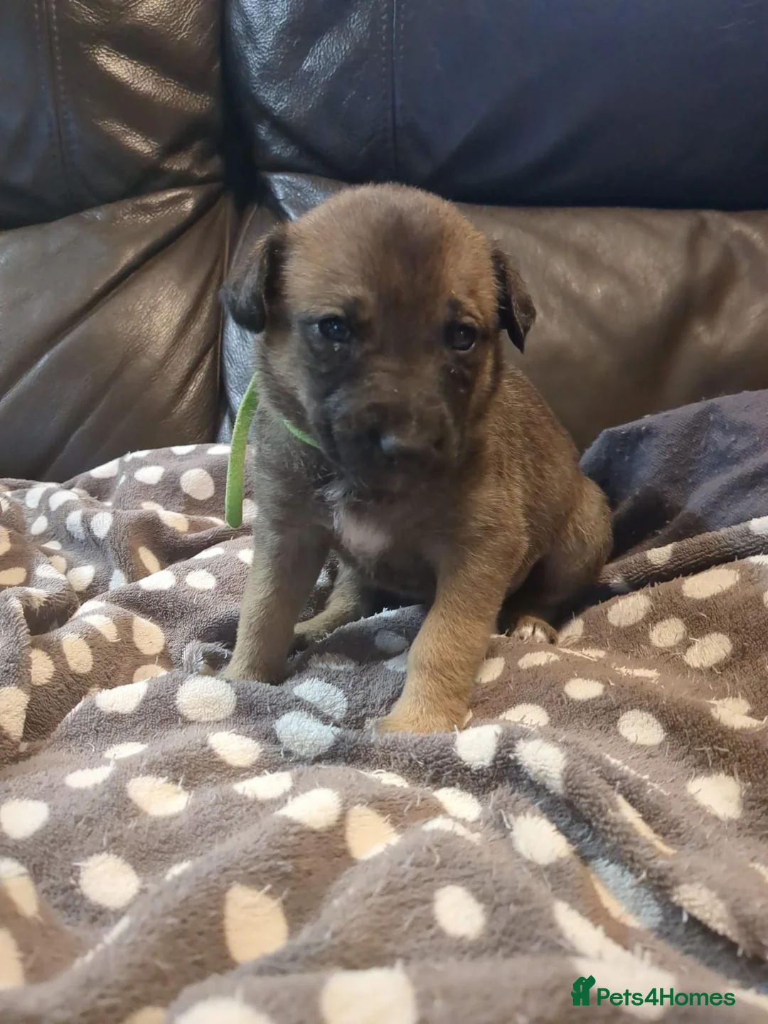 Lurcher dogs for sale: Lurcher pups Bedlington x whippet x greyh x collie - Advert 4