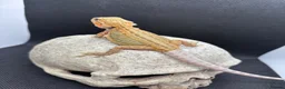 Bearded Dragon reptiles for sale: Spectacular baby dragons ready now  - Advert 4