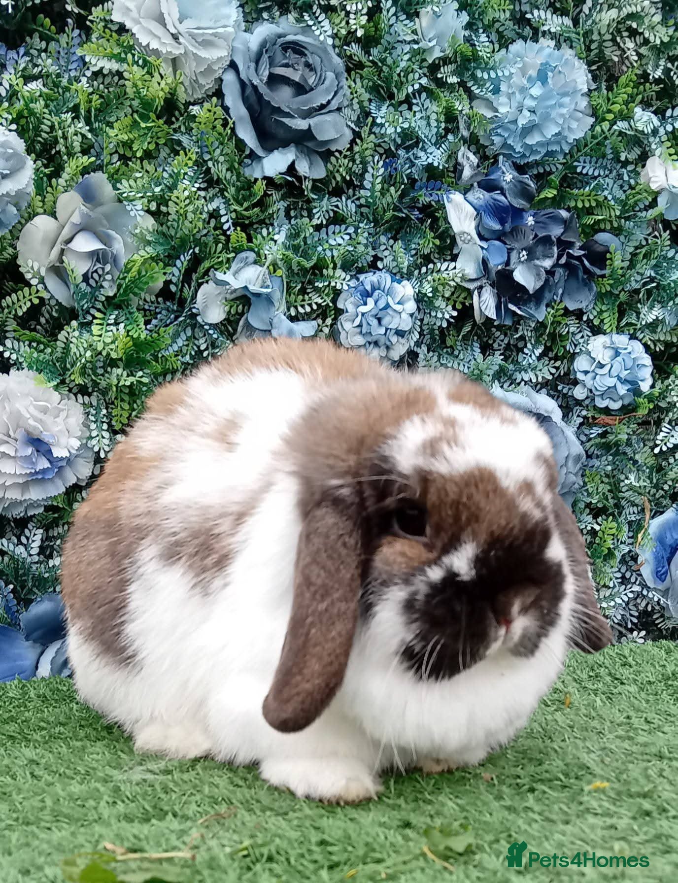 Mini Lop rabbits Beautiful mini lop adults available  - Advert 15