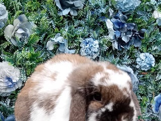 Mini Lop rabbits Beautiful mini lop adults available - Advert 8