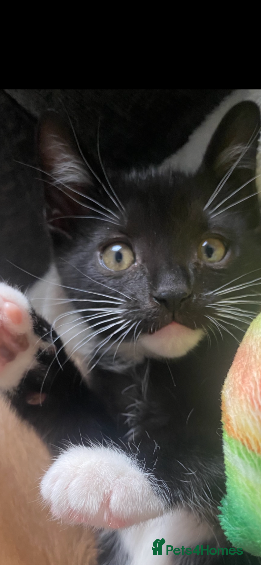Mixed Breed cats for sale: Last kitten available 💙💙💙 - Image 1