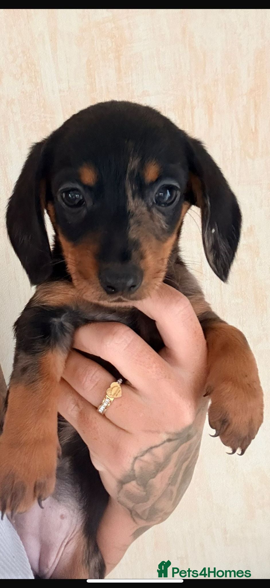 Dachshund dogs ⭐️READY TO LEAVE NOW -Mini dachshunds pups⭐️ - Advert 1