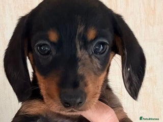 Dachshund dogs ⭐️READY TO LEAVE NOW -Mini dachshunds pups⭐️ - Advert 9