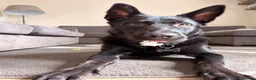 Sheprador dogs for sale: Jet🐾 in Worthing - Advert 6