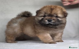 Chow Chow dogs for sale: Last Puppy – Rare Blue Chow Chow Girl🐾 - Image 15