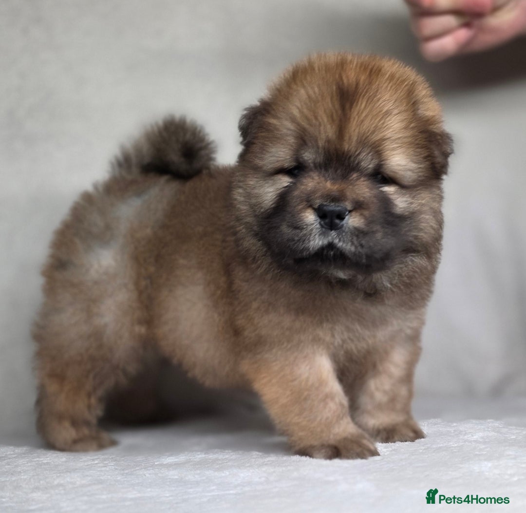 Chow Chow dogs for sale: Last Puppy – Rare Blue Chow Chow Girl🐾 - Image 15
