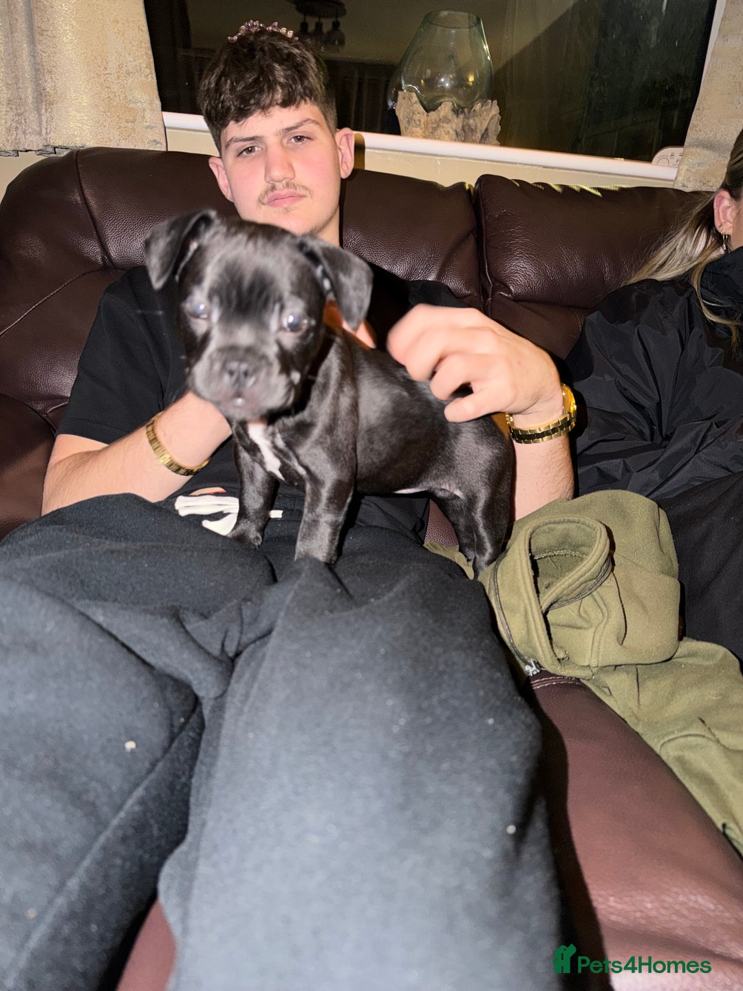 Mixed Breed dogs for sale: French staffys - Image 8