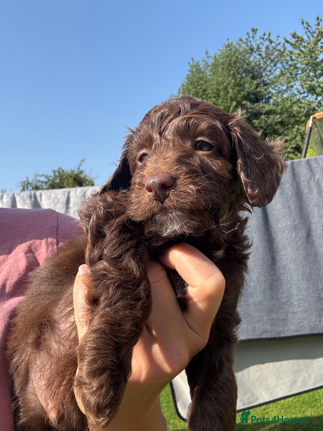 Cockapoo dogs for sale: Cockapoo puppies F1b - Image 22