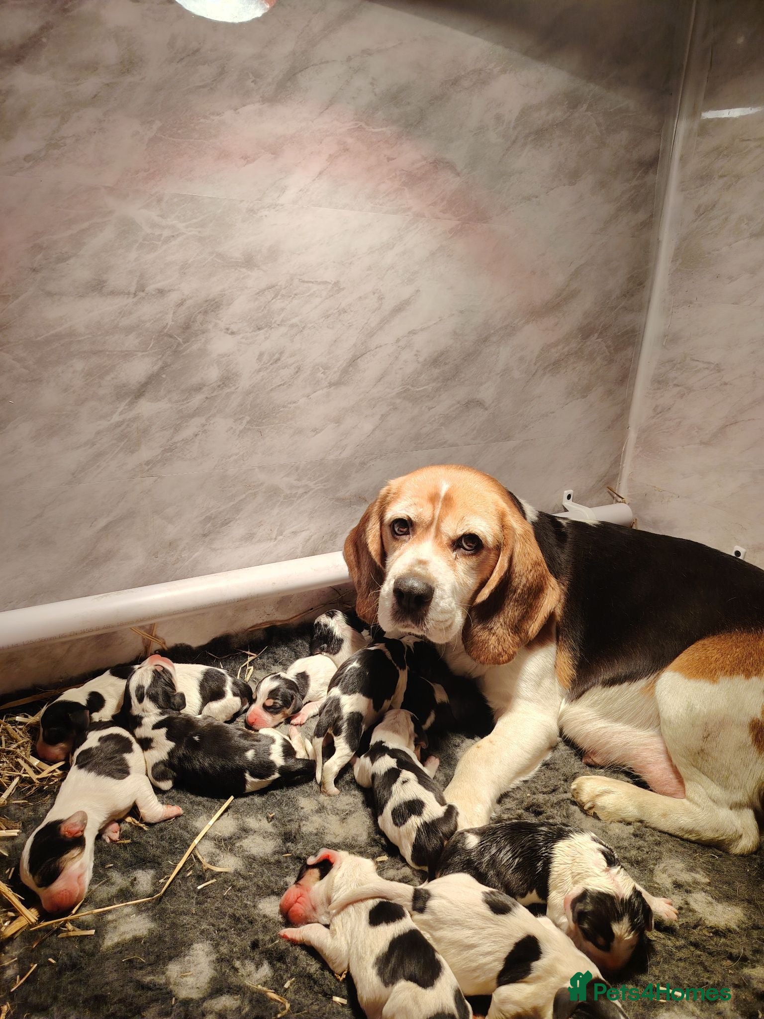 Beagle dogs Gorgeous Beagle puppies - Advert 1