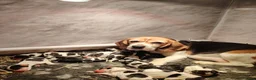 Beagle dogs for sale: Gorgeous Beagle puppies - Advert 1