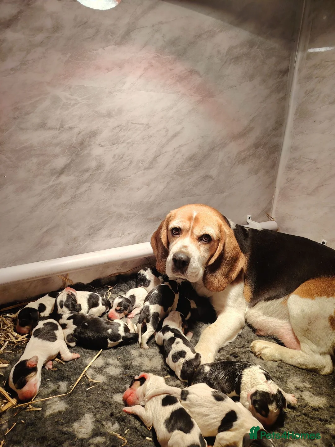 Beagle dogs for sale: Gorgeous Beagle puppies - Advert 1