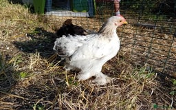 Chickens poultry for sale: Pekin Bantam Cockerels  - Image 3