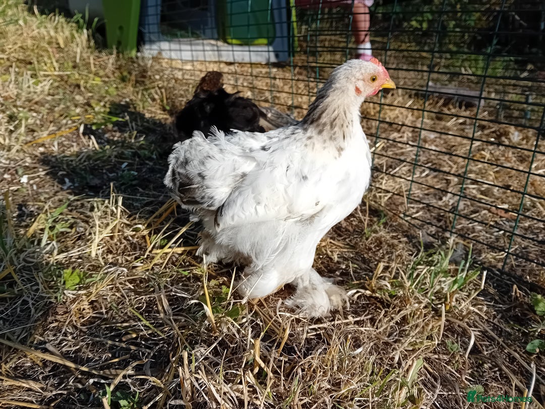 Chickens poultry for sale: Pekin Bantam Cockerels  - Image 3