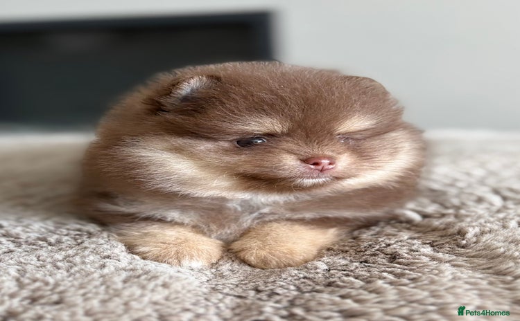 Pomeranian dogs - Advert 6