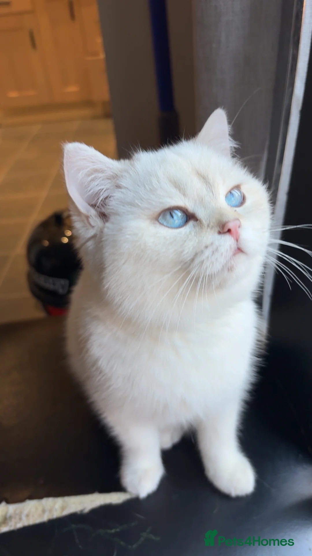 British Shorthair cats for sale: Our baby snow is looking for a loving new home - Advert 2