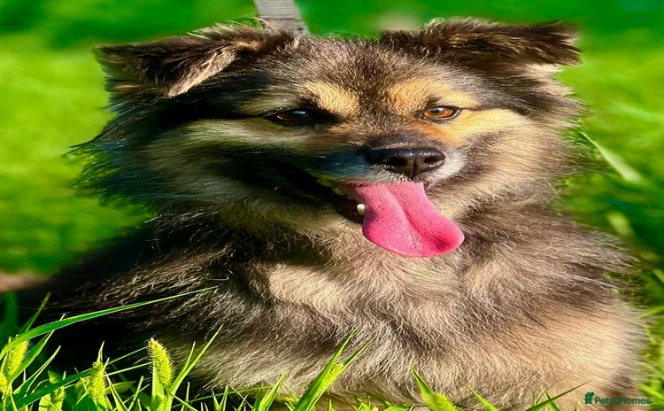 Keeshond dogs - Advert 1