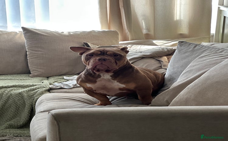 American Bully dogs - Advert 4