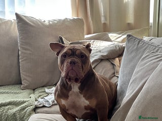 American Bully dogs - Advert 27