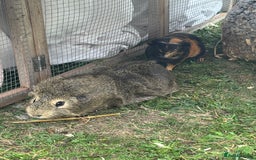 Guinea Pig rodents for sale: A pair of bonded male guinea pigs  - Image 1