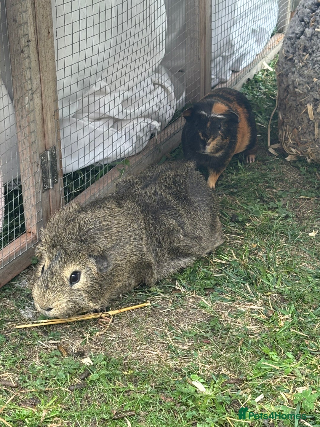 Guinea Pig rodents for sale: A pair of bonded male guinea pigs  - Image 1