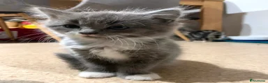 Female longhair grey and white 