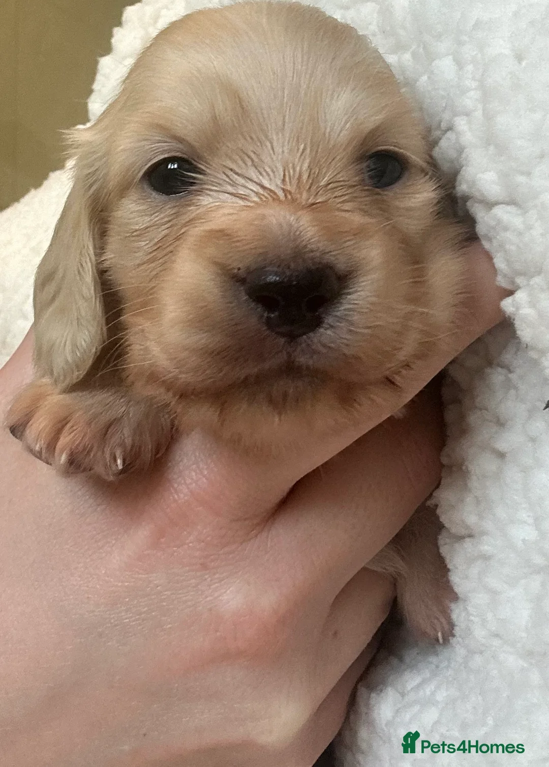 Miniature Dachshund dogs for sale: One cream girl available! ⭐️⭐️⭐️⭐️⭐️ - Advert 7