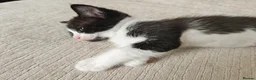 Ragdoll cats for sale: Ragdoll cross kittens - Advert 4