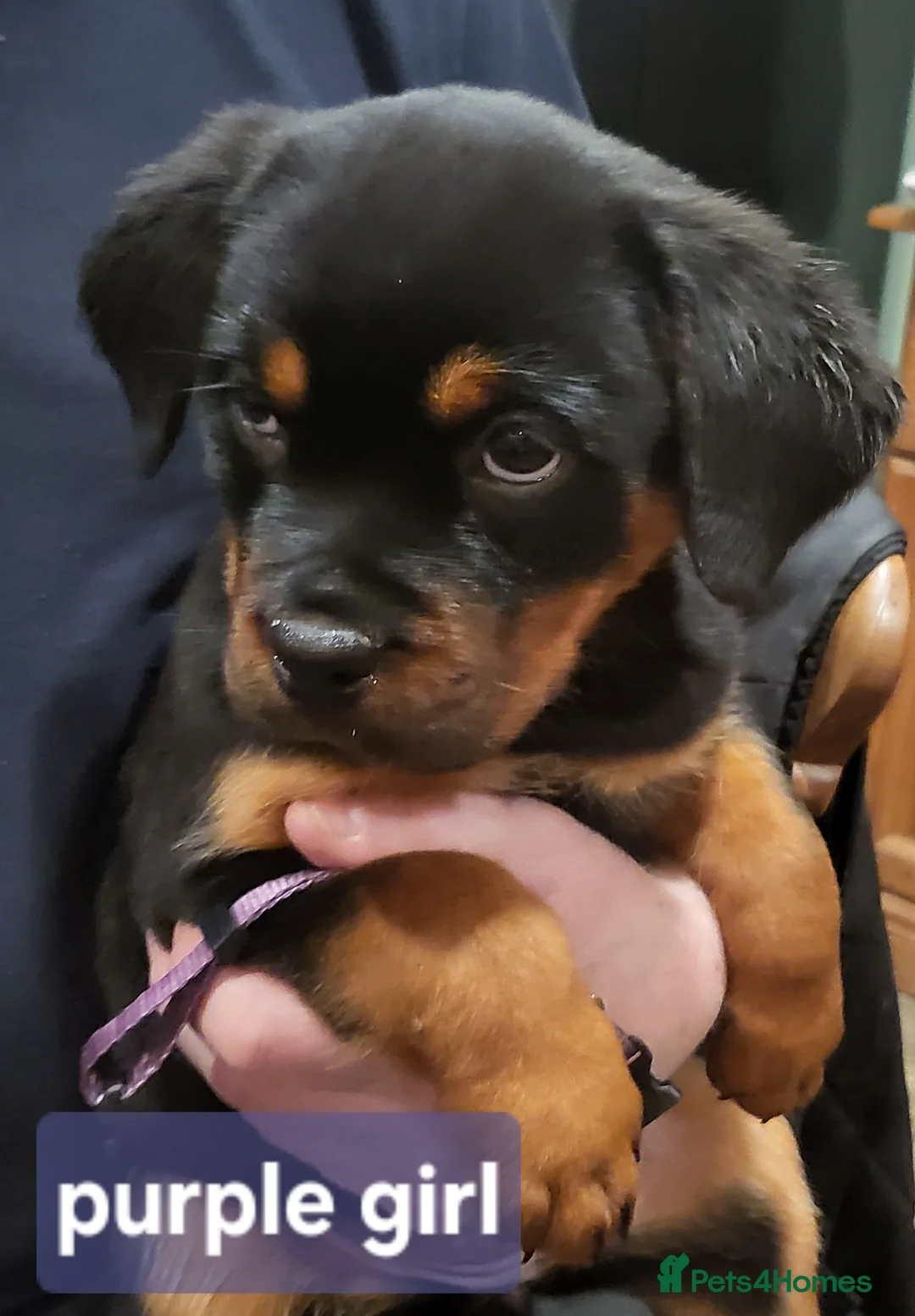 Rottweiler dogs for sale: Chunky Rottweiler Puppies - Advert 12