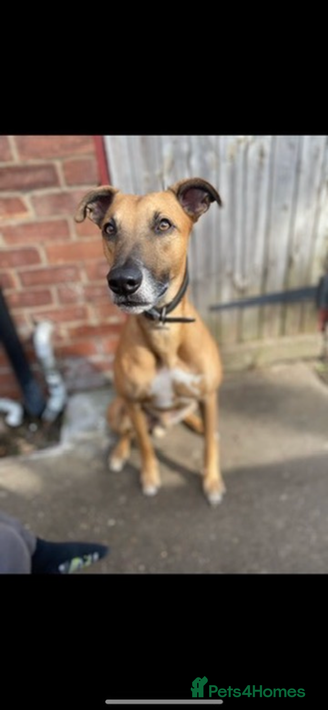 Greyhound dogs for sale: Bull greyhound for rehoming  - Advert 3