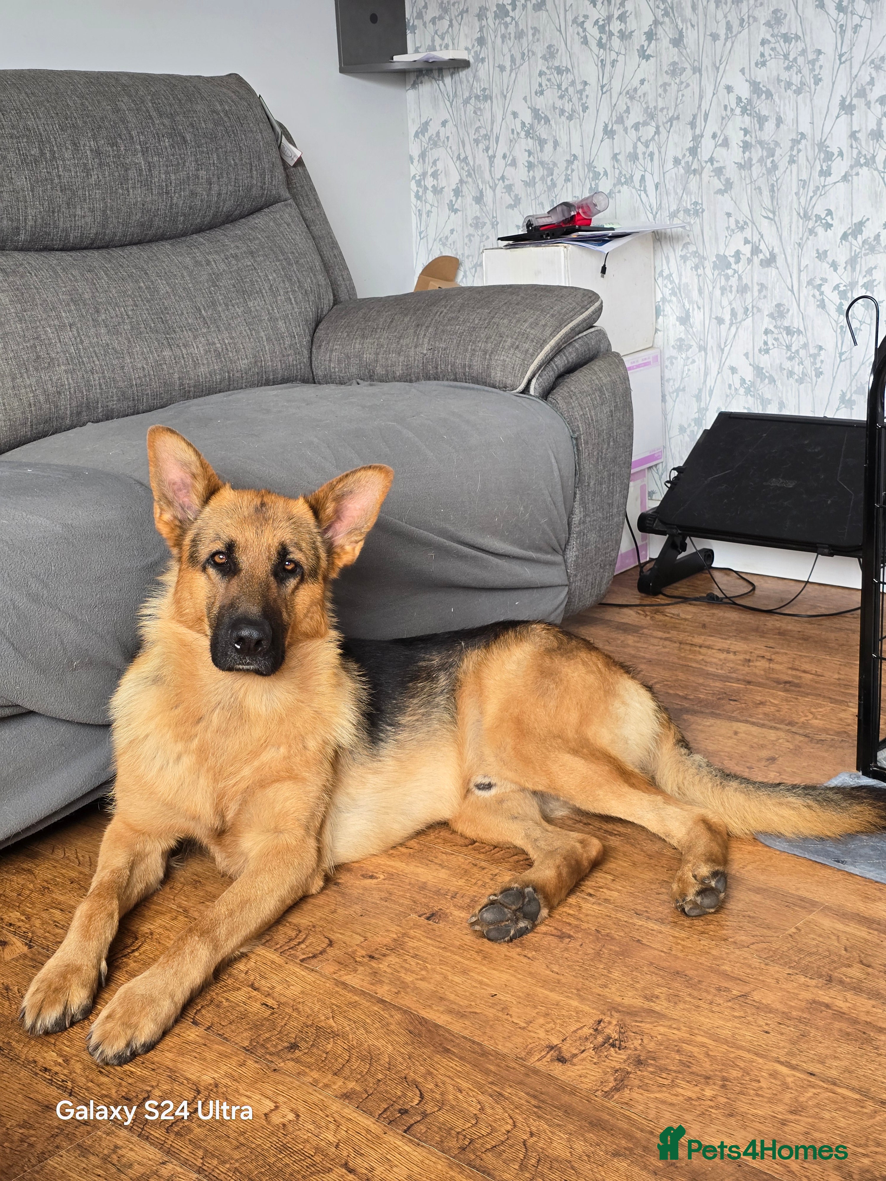 German Shepherd dogs 3 year old german shepard for stud proven. - Advert 12