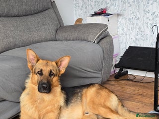 German Shepherd dogs - Advert 3