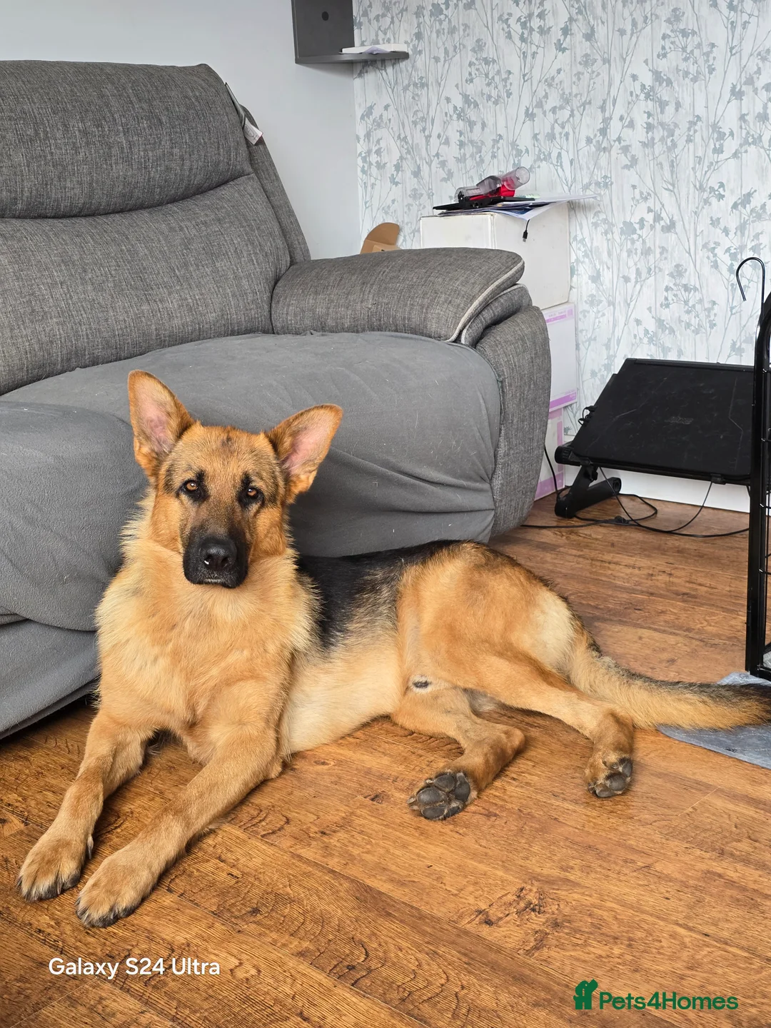 German Shepherd dogs for stud: 3 year old german shepard for stud proven. - Advert 1