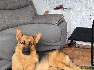 German Shepherd dogs 3 year old german shepard for stud proven. - Advert 5