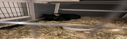Mixed Breed rabbits for sale: Two Rabbits For Rehome - Advert 3