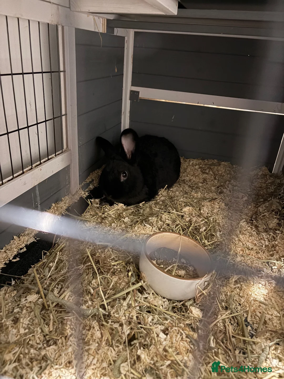 Mixed Breed rabbits for sale: Two Rabbits For Rehome - Advert 3