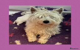 West Highland Terrier dogs for sale: KC Registered West Highland Terries Puppies  - Image 14