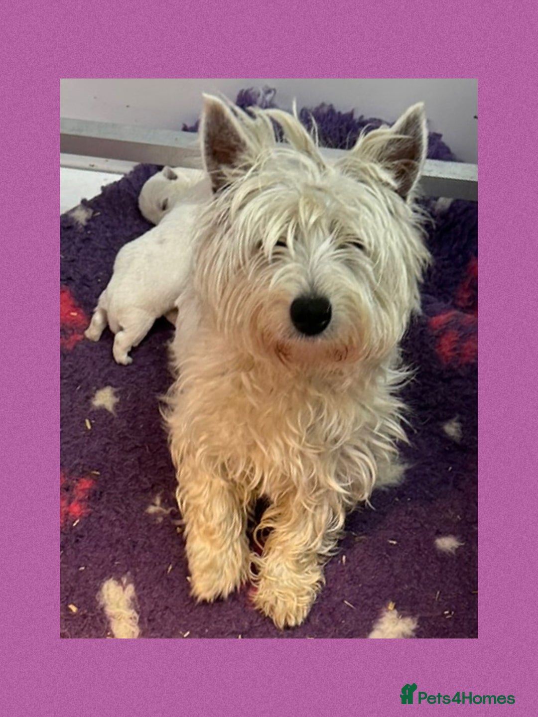 West Highland Terrier dogs for sale: KC Registered West Highland Terries Puppies  - Image 14