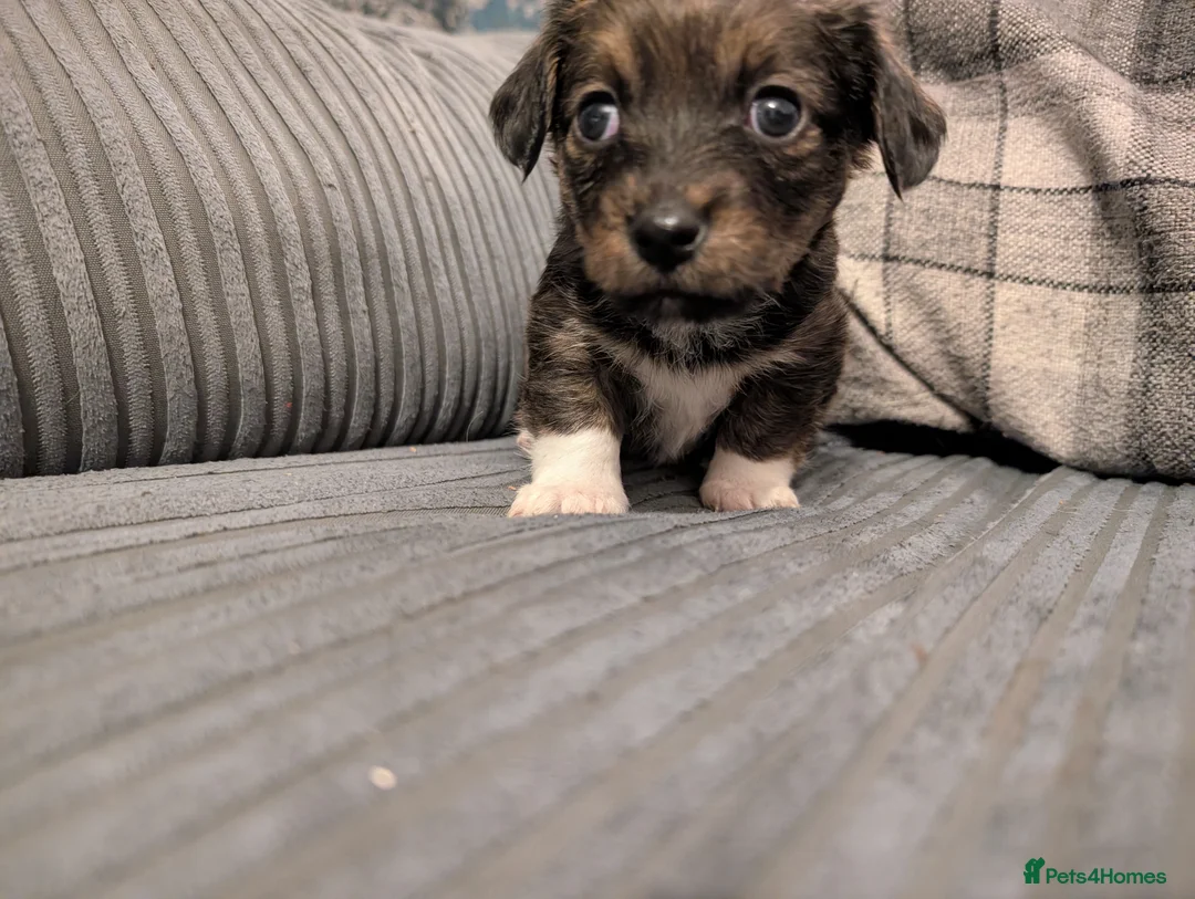 Mixed Breed dogs for sale: Beautiful small mixed breed puppies for sale - Advert 15