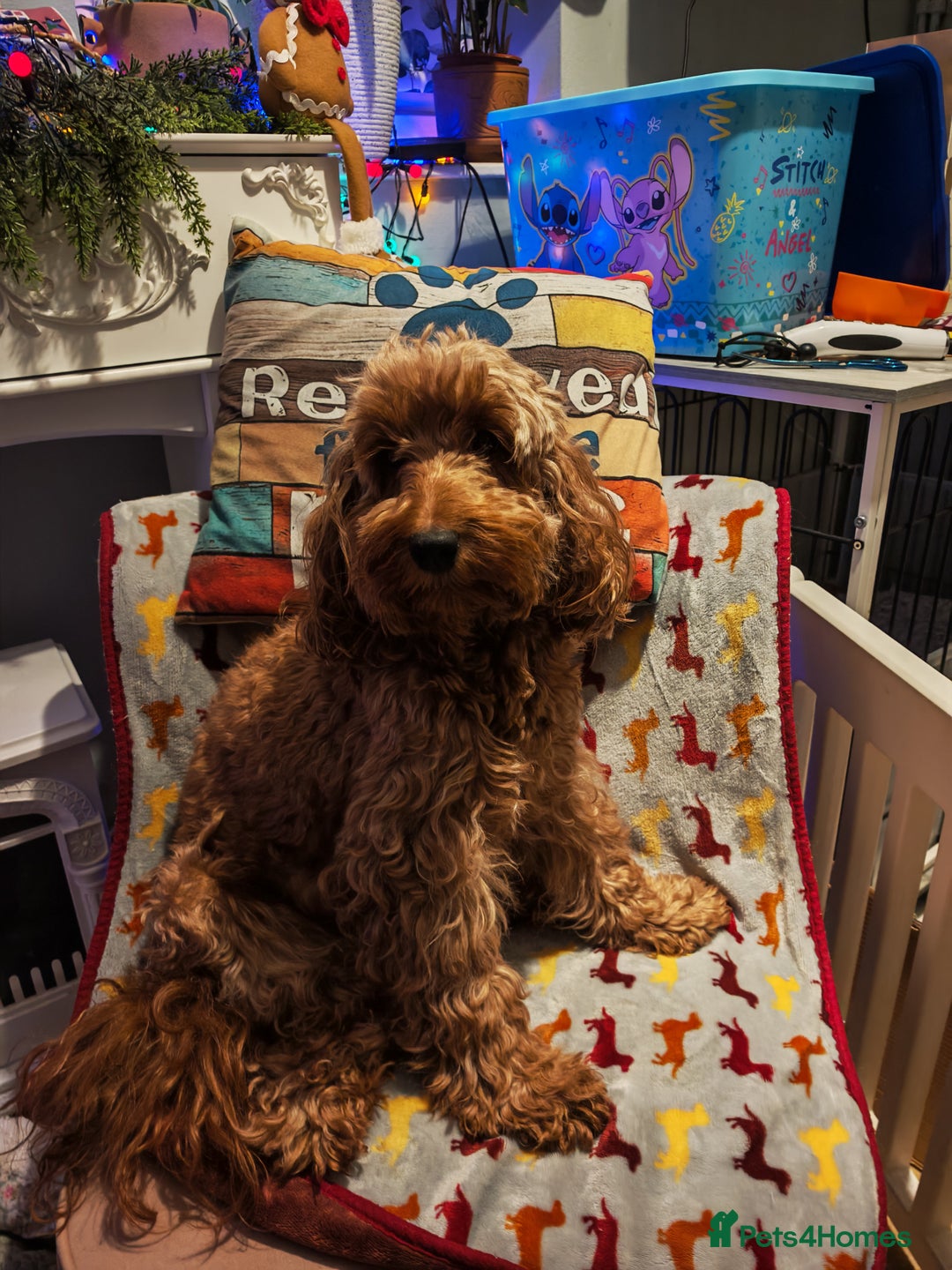 Cockapoo dogs for sale: Cockerpoo puppies  - Advert 11